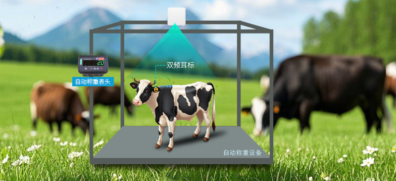 智慧畜牧，精準(zhǔn)無憂